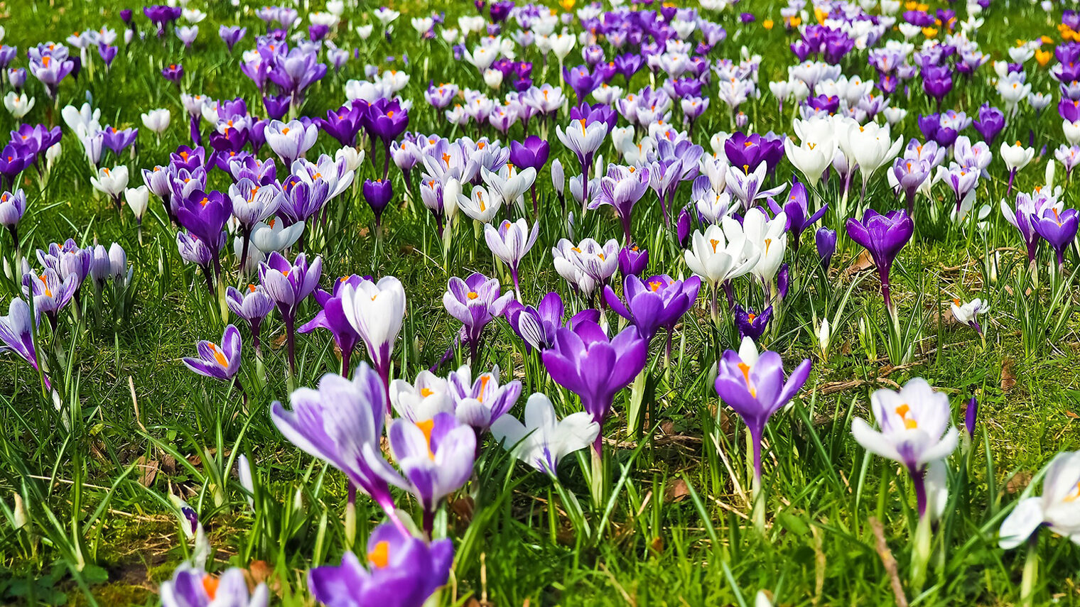 Viele violettfarbene und weiße Krokusse auf einer grünen Wiese.