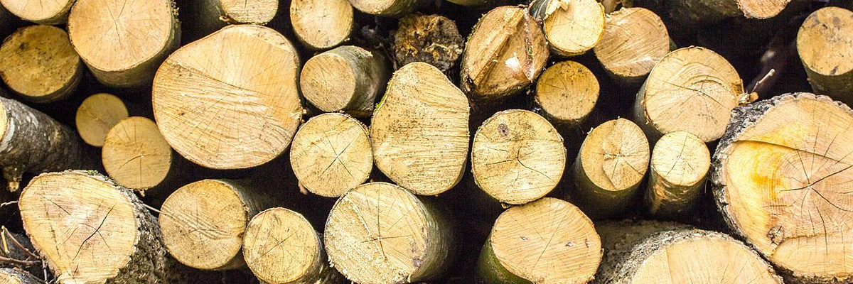 holz_pixabay