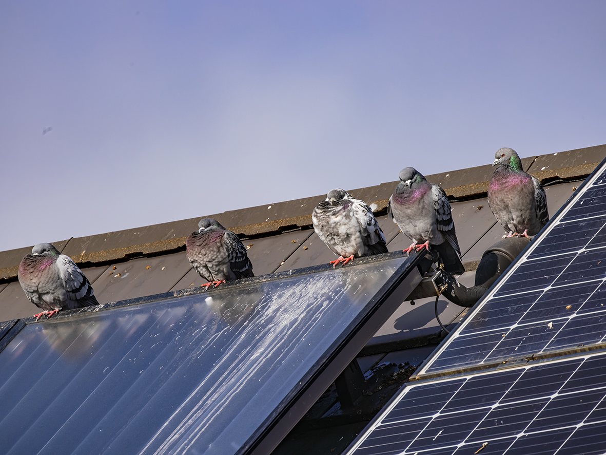 Fünf Tauben sitzen auf einer mit Taubenkot verschmutzten Solaranlage auf einem Dach.