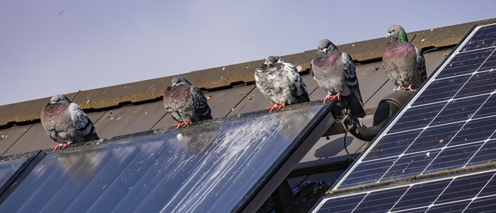 Fünf Tauben sitzen auf einer mit Taubenkot verschmutzten Solaranlage auf einem Dach.